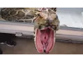 When 20ft Python Snakes Want To Bite You Satan Lucy Get Mad BRIAN BARCZYK