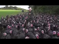 Lagu Turns out what turkeys REALLY like is a good laugh, at my expense. Sound up…