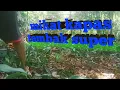 Download Lagu begini #cara  #mikat  burung kapas tembak