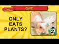Food Chain Quiz for Kids 13 Ecosystem Questions