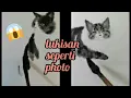 MELUKIS KUCING SEPERTI ASLI| melukis kucing skill tingkat tinggi| #shorts