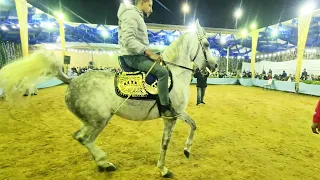 ورد اللبيدي و سيد رمضان مزرعة الشيخ محمد الصباح 2022 