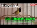 Download Lagu Sogok ontong gacor full variasi lagu || FULL TEMBAKAN TAJAM !!!