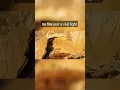 Download Lagu Onverwachte ontmoetingen in de wildernis #scarystories #nationalpark #horror