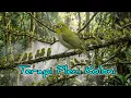 Lagu Terapi pleci koloni cepat ngalas buka Paruh || Simulasi lomba pleci #pleci #terapiplecikoloni #pcmi 