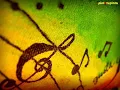 Edson Gomes -  Serpente