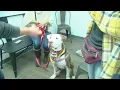 Pets find forever homes at Cincinnati Animal Care s Halloween Bazaar event