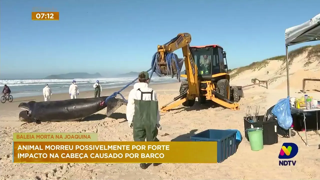 Laudo atesta que baleia morreu por forte impacto na cabeça na proa de um barco