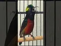 Download Lagu KOLIBRI NINJA GACOR NEMBAK #shorts #short #konin