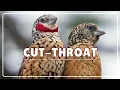 Lagu The Cut-Throat Finch Explained | Africa’s Most Misunderstood Finch
