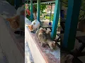 Download Lagu The Most HILARIOUS Cat Moments Ever Caught On Camera