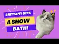 How To Give A Ragdoll Cat A Show Bath