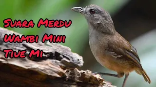 wambi mini suara oke buat masteran