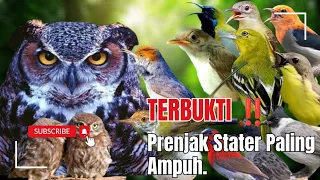 suara pikat burcil ribut kombinasi prenjak stater terbaru 2026 paling ampuh 