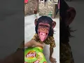 Download Lagu Bandar mama pahan pajama 🙊🙊🙊🙊🙊 #viral #shorts #trending #cute
