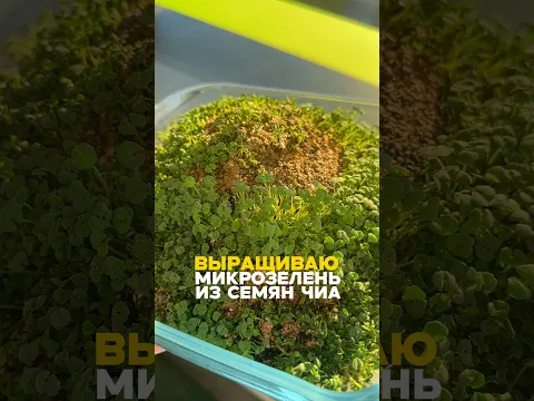 Вся правда о популярном лайфхаке😁Всё-таки не стоит изобретать велосипед) #лайфхак #микрозелень #чиа