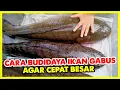 Download Lagu CARA BUDIDAYA IKAN GABUS AGAR CEPAT BESAR