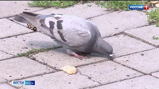 Массовая гибель птиц в Омске