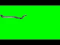 Anaconda green screen s snack green screen s anaconda green screen green screen