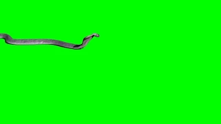 Anaconda green screen s snack green screen s anaconda green screen green screen