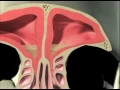 3D Sinus Animation