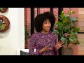 Lands End Crew Neck UPF 50 Rash Guard on QVC