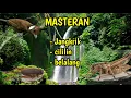 Download Lagu Masteran Cililin, jangkrik dan belalang, cocok buat burung mu mp3