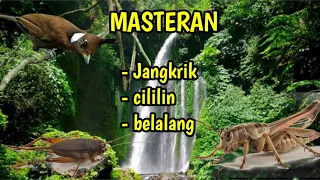 masteran cililin jangkrik dan belalang cocok buat burung mu mp3