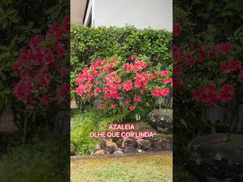 Azaleia Arbusto | Variedade de Cores na Sua Casa e Jardim