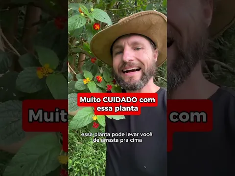 CAMARÁ: a Planta TÓXICA que DESTRÓI seu FÍGADO sem Você Saber! DESCUBRA AGORA #saúde #plantas