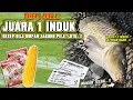 JUARA 1 INDUK TERBERAT DI TIKET 1JUTA !! RACIKAN TERLARANG UMPAN JAGUNG PELET JITU MENGGILA ❗❗