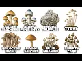 The Strongest Psychedelic Mushrooms Explained in 10 Minutes