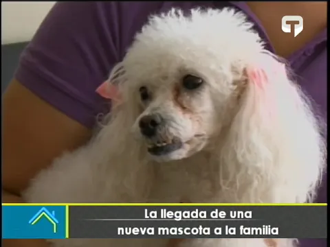 La llegada de una nueva mascota a la familia