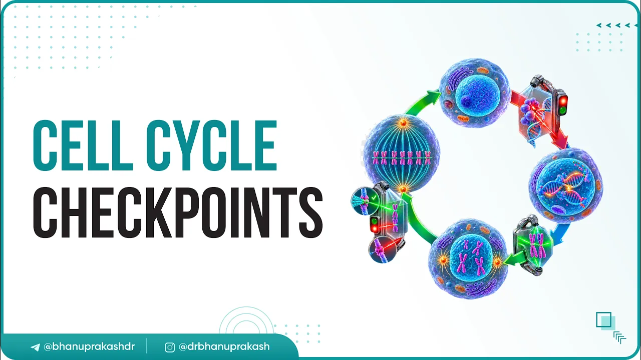 Cell cycle checkpoints and regulation Animation