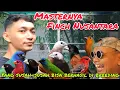 Download Lagu GEREBEK PENANGKARAN BURUNG EMPRIT CANTIK ASLI INDONESIA. #finch #pawirodoro #finchaviary #birdfarm