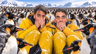 البطاريق مو كيوت زي ما تتوقع..