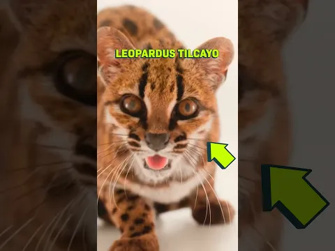 The Real Story of the New Cat Species