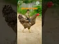 margin ke upgrade cute baccha#shorts