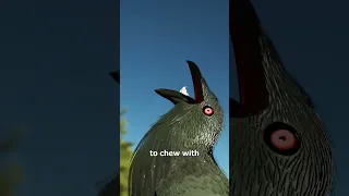 Why Birds Swallow Rocks After Eating  Why Birds Swallow Rocks After Eating