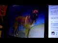 Hidden from view at the Moreno Valley Animal Shelter