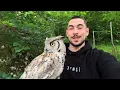 Everything You Need To Know Before Getting An Owl