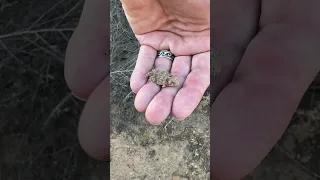 Found this cute little baby Blainesville‘s horned lizard tonight on our hike. Too cute. #lizard