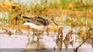 ولقد خلقنا الانسان تلاوة من سورة ق بصوت ناصر القطامي 