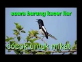 Download Lagu suara pikat kacer paling ampuh