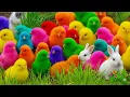 Ayam Lucu, ayam warna warni, ayam rainbow, kelinci lucu, bebek lucu, ikan koi, Hewan Lucu, Animal