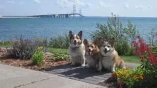 Bride Needs Corgis to Replace Bridesmaids Bouquets Turns to Craigslist