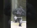 Download Lagu Huge Silverback Gorilla Vocalization \u0026 Massive Chest Beating!! #gorilla #shabani