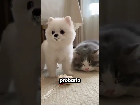 Este Gatito Quiere Probar El Delicioso Pastel 😂🍰