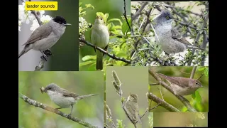 أجمل ميكس للصيد عصفور التين دخلة الصفصاف بيضاء الحنجرة دخلة المخططة 