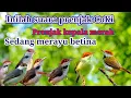 Download Lagu Inilah suara asli prenjak kepala merah/prenjak coki, jantan dan betina saut sautan